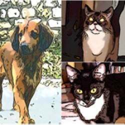 Cabinet vétérinaire du Dr CHARLET Karen