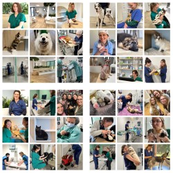 Clinique Vétérinaire des Lucines